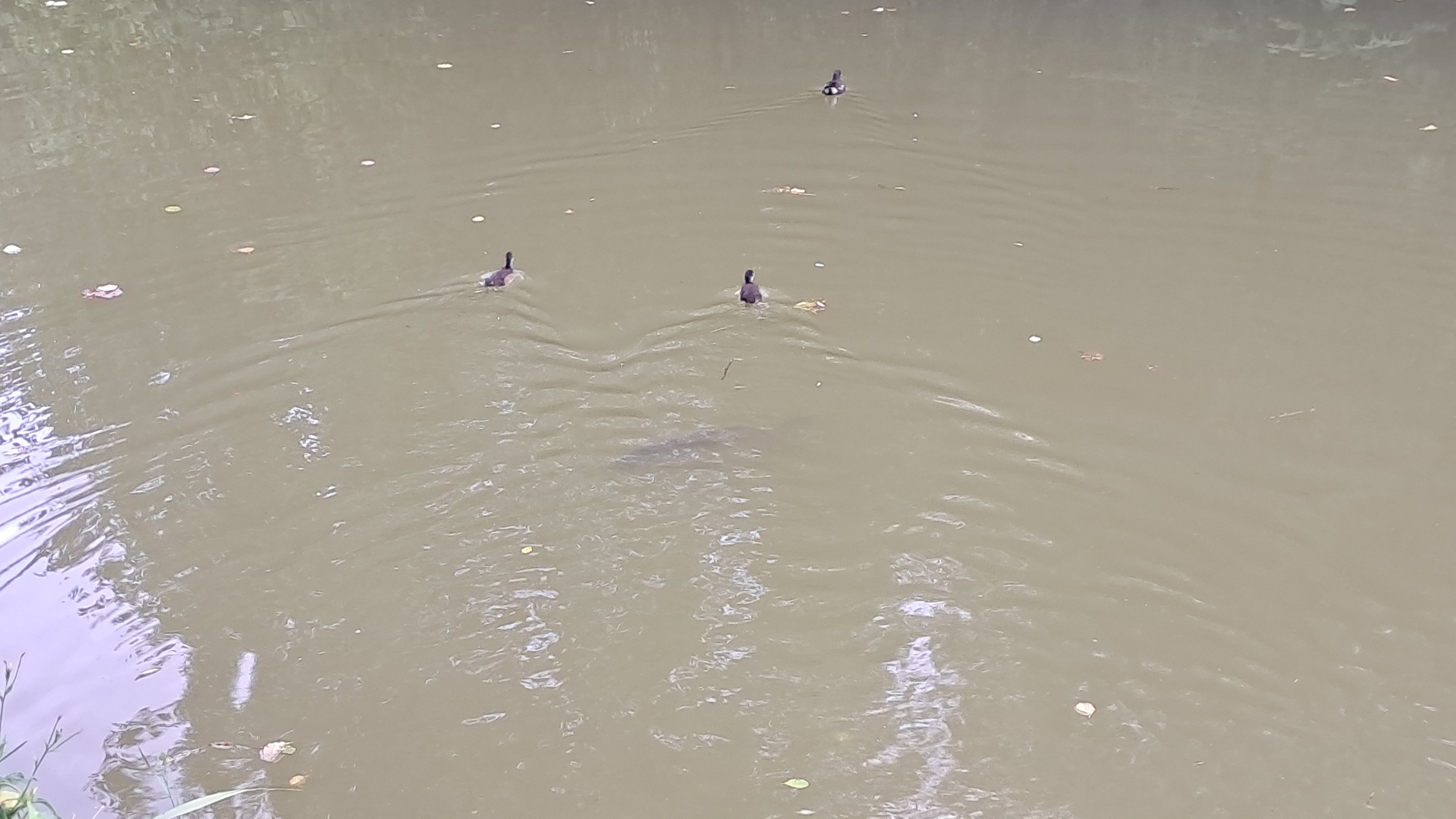 Three dark waterbirds swimming away across calm, murky water.