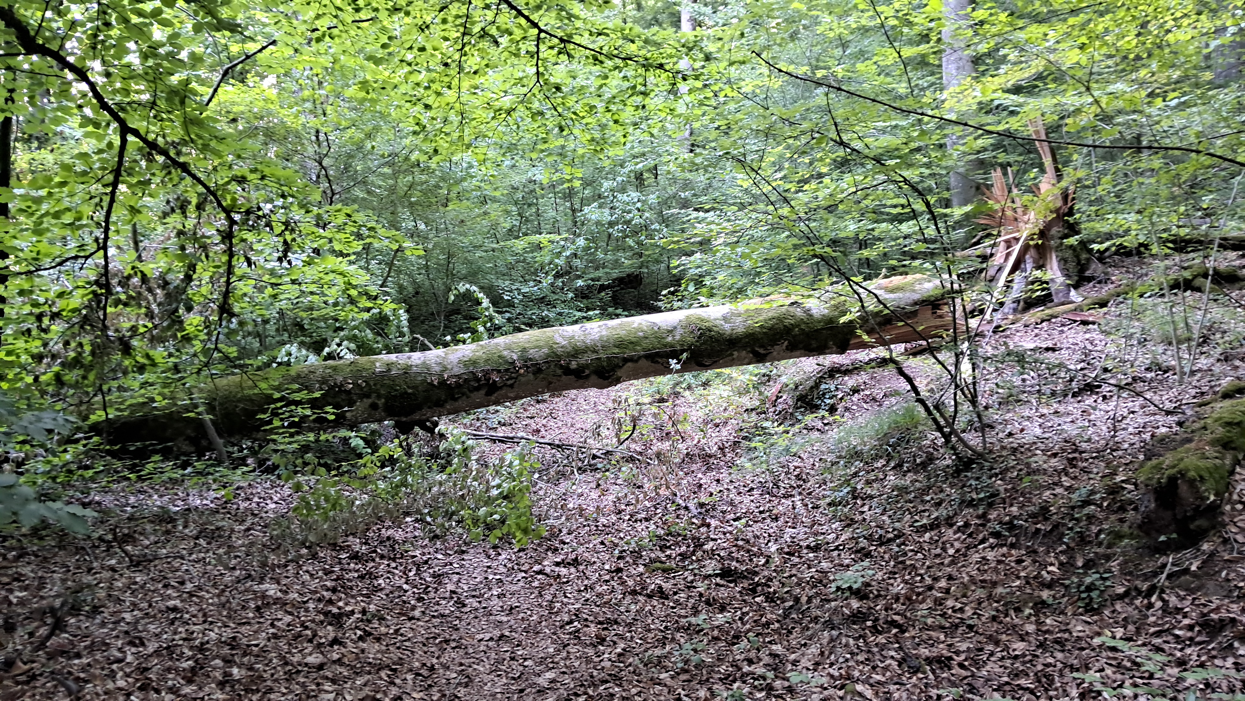 Large moss-covered fallen tree stretching across the forest floor beneath dense green foliage.