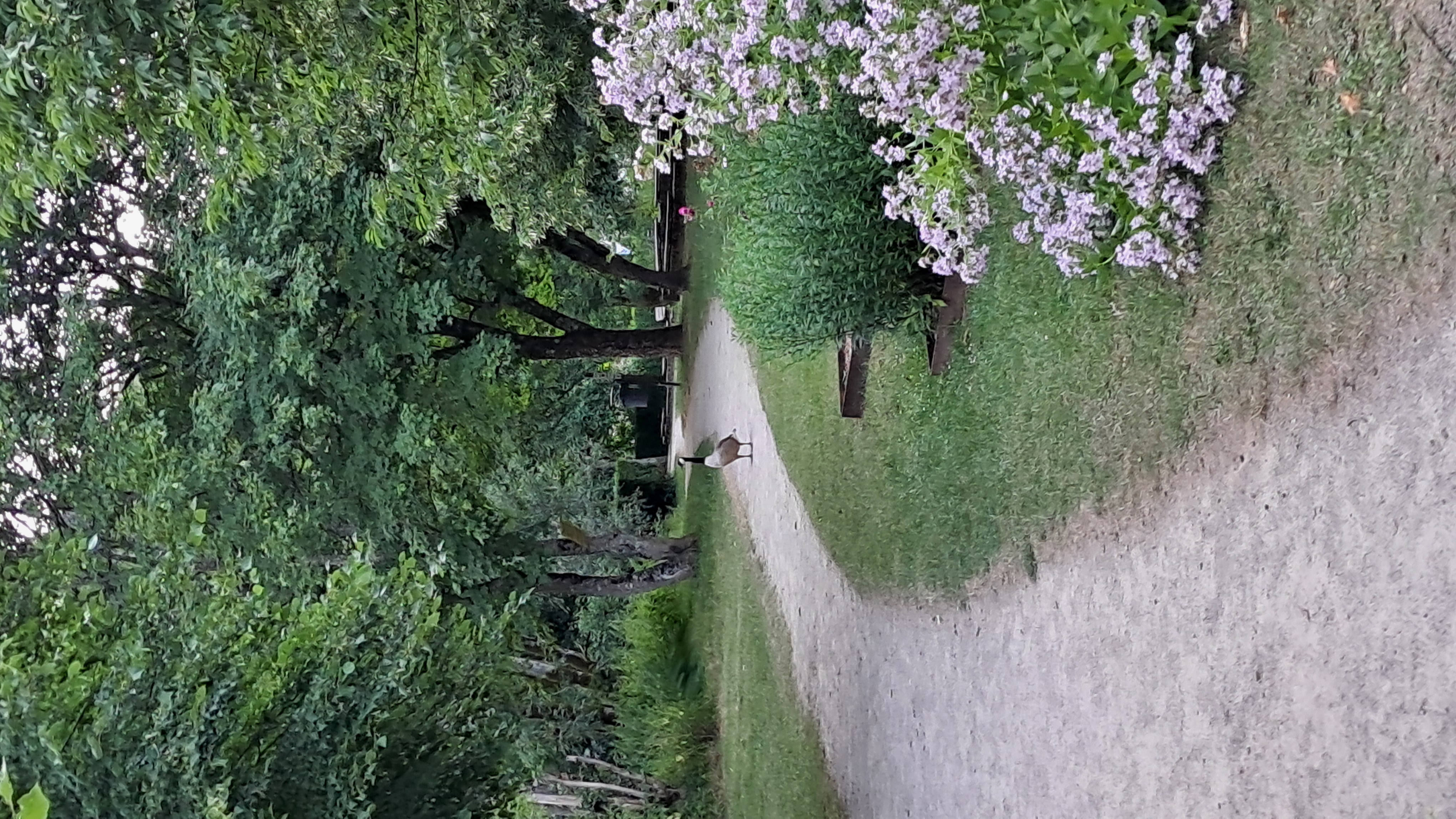 A goose standing on a curving gravel path in a leafy garden, beside a large patch of pale purple flowers.