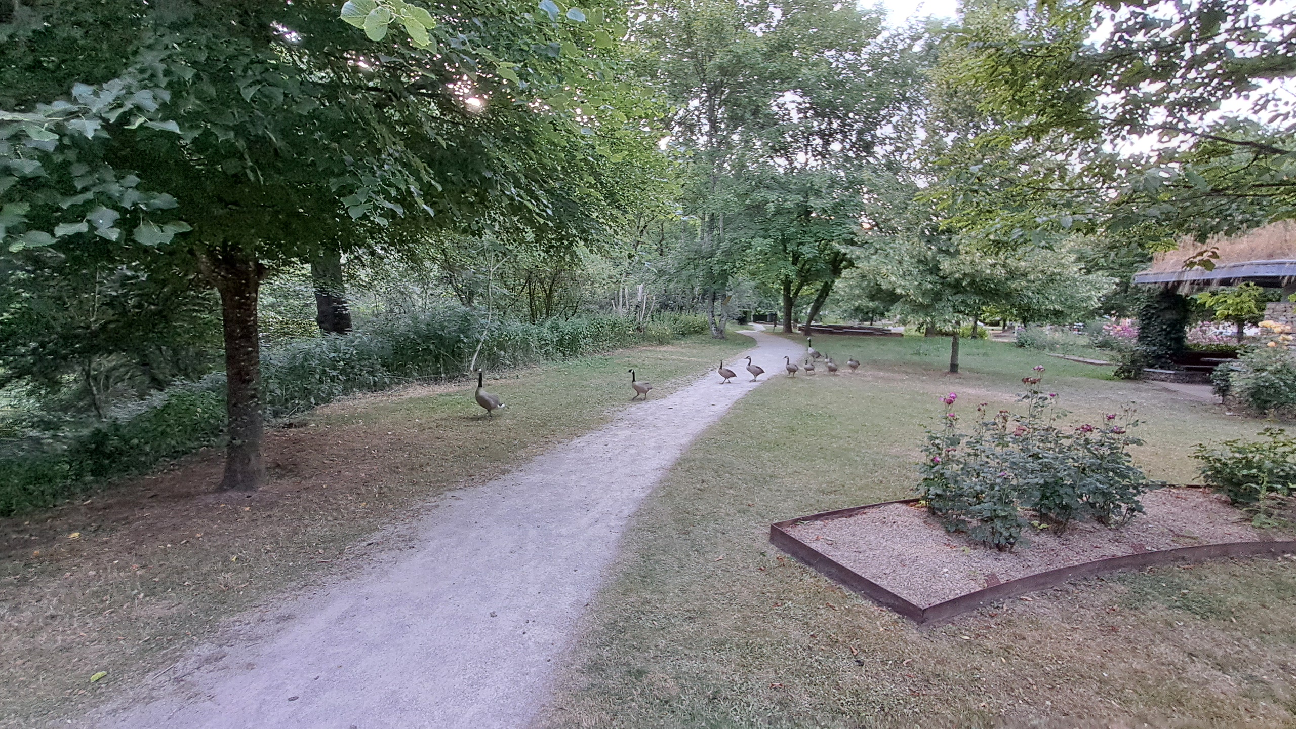 Several geese spread across a grassy garden and gravel path beneath mature trees, with flower beds and a small shelter to the right.